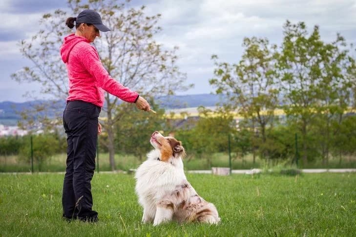 Puppy Obedience Classes for Better Behavior in Phoenix